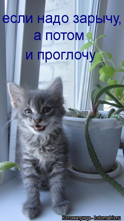 если надо зарычу, а потом и проглочу... Котоматрица: если надо зарычу, а потом и проглочу