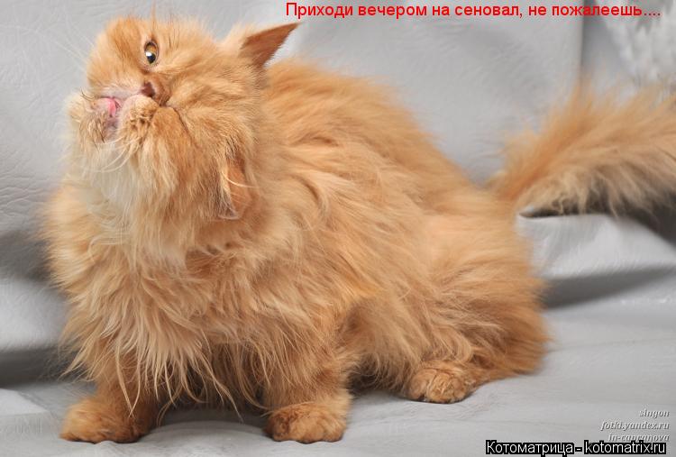 Приходи вечером на сеновал, не пожалеешь....... Котоматрица: Приходи вечером на сеновал, не пожалеешь....