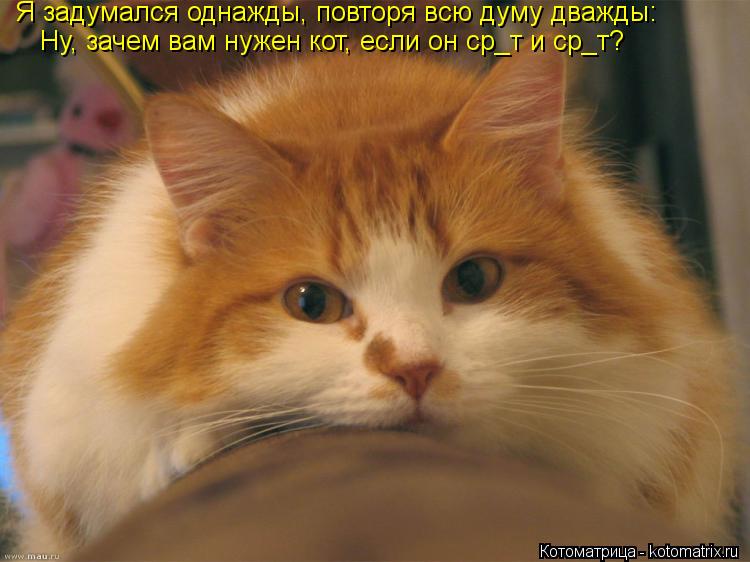 Я задумался однажды, повторя всю думу дважды: Ну, зачем вам нужен кот, если он ср_т и ср_т?... Котоматрица: Я задумался однажды, повторя всю думу дважды: Ну, зачем вам нужен кот, если он ср_т и ср_т?