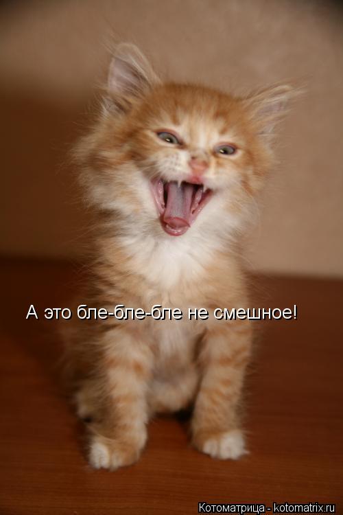 А это бле-бле-бле не смешное!... Котоматрица: А это бле-бле-бле не смешное!