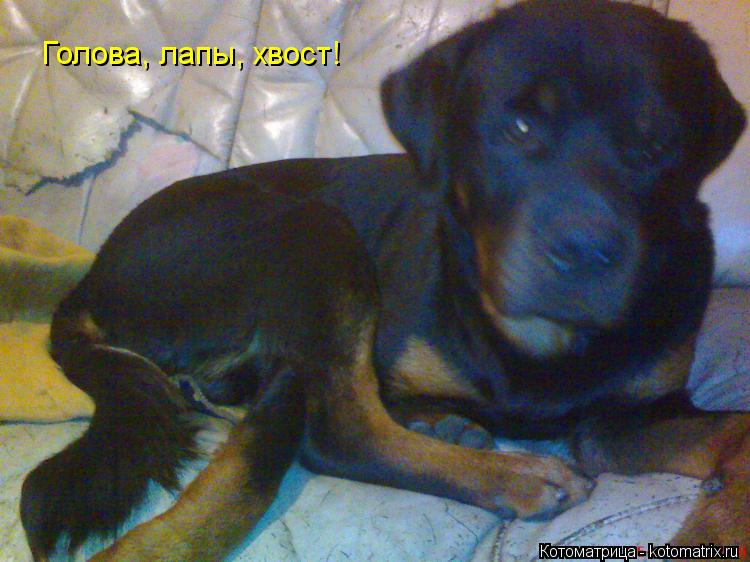 Голова, лапы, хвост!... Котоматрица: Голова, лапы, хвост!