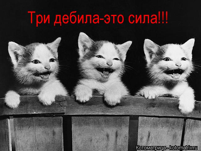 Три дебила-это сила!!!... Котоматрица: Три дебила-это сила!!!