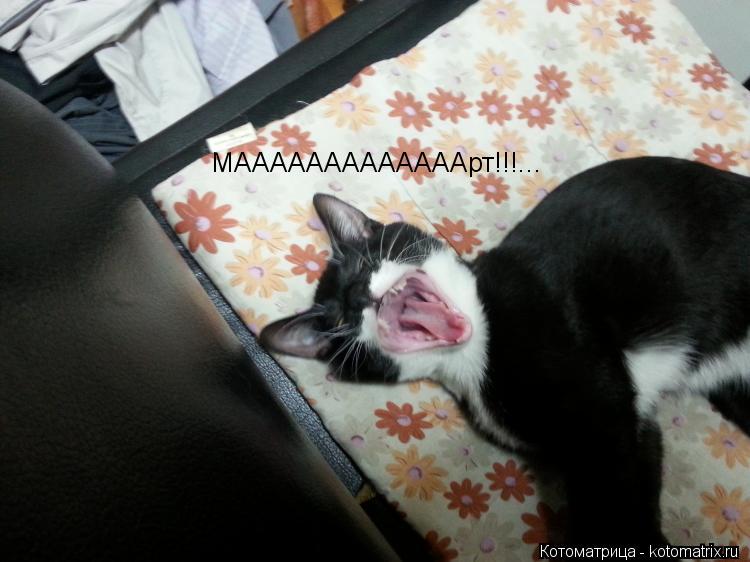 МАААААААААААААрт!!!...... Котоматрица: МАААААААААААААрт!!!...