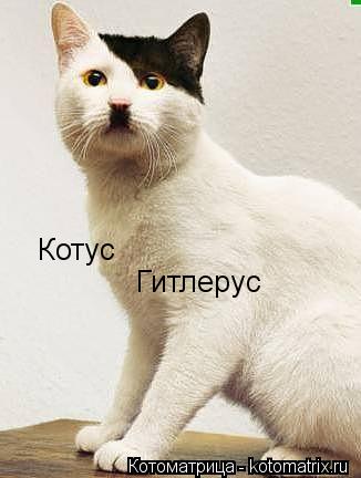 Котус Гитлерус... Котоматрица: Котус Гитлерус