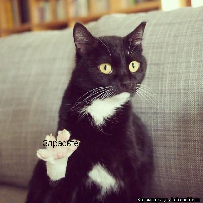 Здрасьте... Котоматрица: Здрасьте