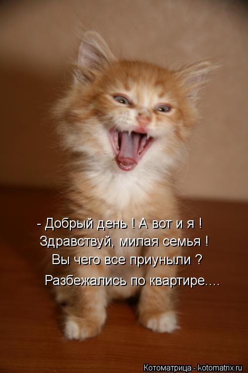 - Добрый день ! А вот и я ! Здравствуй, милая семья ! Вы чего все приуныли ? Разбежались по кварти... Котоматрица: - Добрый день ! А вот и я ! Здравствуй, милая семья ! Вы чего все приуныли ? Разбежались по квартире....