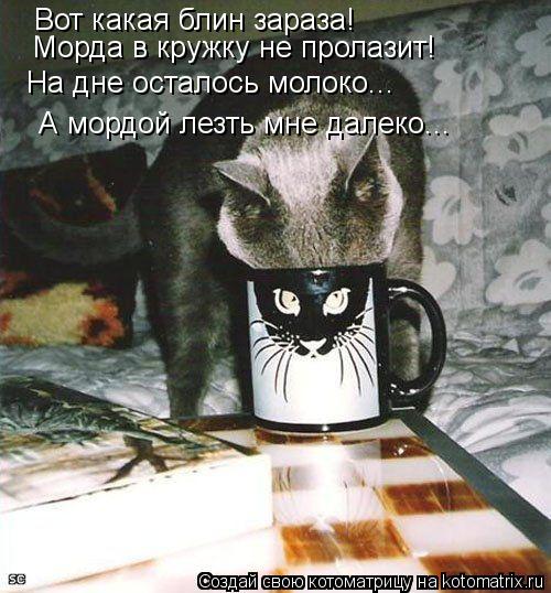 Вот какая блин зараза! Морда в кружку не пролазит! На дне осталось молоко... А мордой лезть мне далек... Котоматрица: Вот какая блин зараза! Морда в кружку не пролазит! На дне осталось молоко... А мордой лезть мне далеко...
