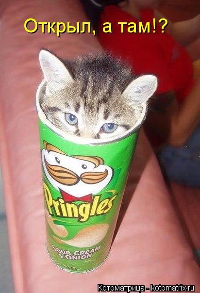 Открыл, а там!?... Котоматрица: Открыл, а там!?