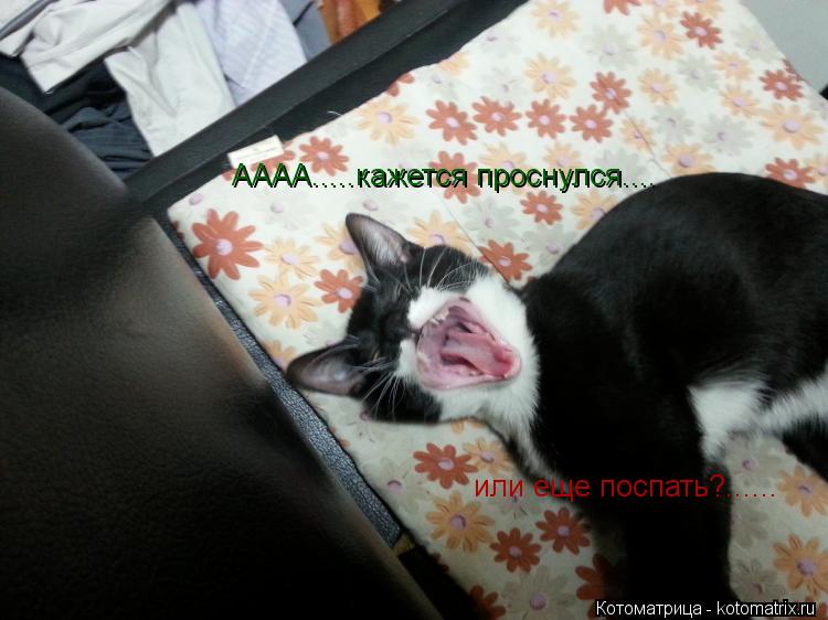 АААА.....кажется проснулся.... или еще поспать?......... Котоматрица: АААА.....кажется проснулся.... или еще поспать?......
