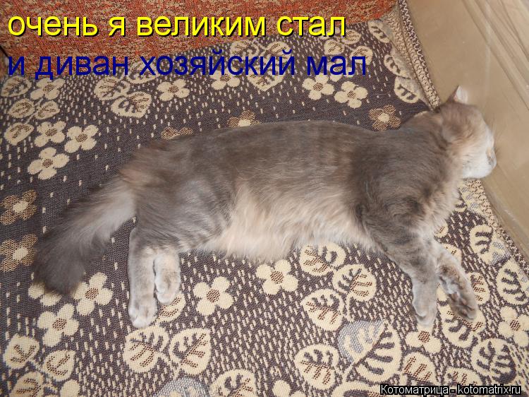 очень я великим стал и диван хозяйский мал... Котоматрица: очень я великим стал и диван хозяйский мал