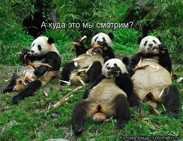 А куда это мы смотрим?... Котоматрица: А куда это мы смотрим?