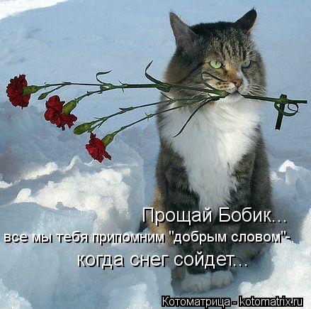 Прощай Бобик... все мы тебя припомним "добрым словом"- когда снег сойдет...... Котоматрица: Прощай Бобик... все мы тебя припомним "добрым словом"- когда снег сойдет...