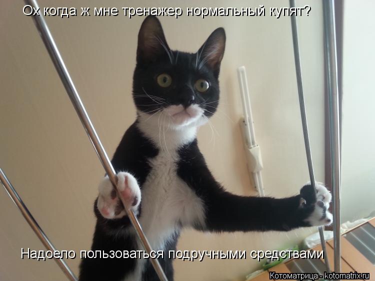 Ох когда ж мне тренажер нормальный купят? Надоело пользоваться подручными средствами... Котоматрица: Ох когда ж мне тренажер нормальный купят? Надоело пользоваться подручными средствами