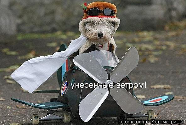 унесенные ветром!... Котоматрица: унесенные ветром!