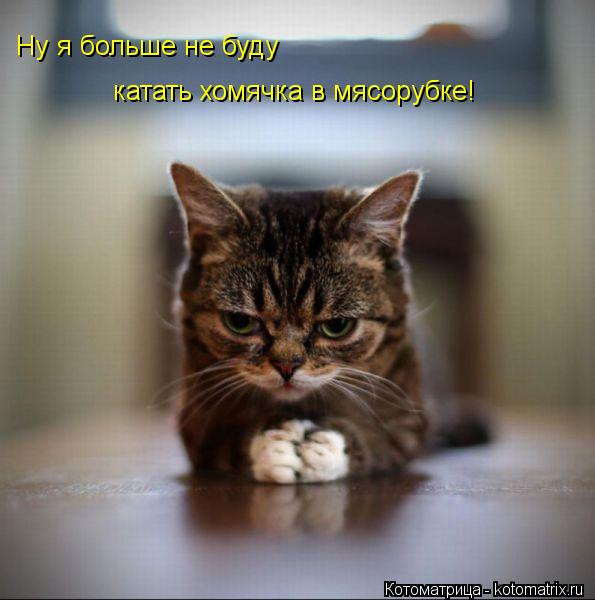 Котоматрица: Ну я больше не буду  катать хомячка в мясорубке!