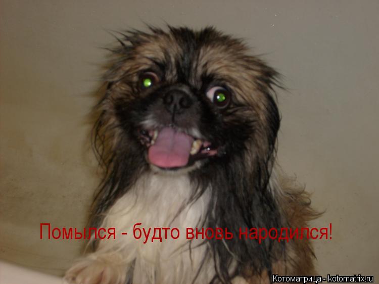 Помылся - будто вновь народился!... Котоматрица: Помылся - будто вновь народился!