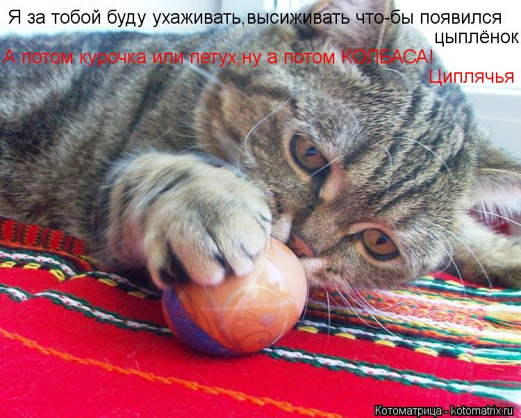 Я за тобой буду ухаживать,высиживать что-бы появился цыплёнок А потом курочка или петух,ну а потом КО... Котоматрица: Я за тобой буду ухаживать,высиживать что-бы появился цыплёнок А потом курочка или петух,ну а потом КОЛБАСА! Циплячья