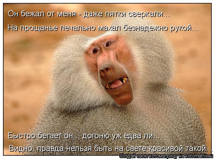 Он бежал от меня - даже пятки сверкали... На прощанье печально махал безнадежно рукой... Быстро бегае... Котоматрица: Он бежал от меня - даже пятки сверкали... На прощанье печально махал безнадежно рукой... Быстро бегает он... догоню уж едва ли... Видно, правда не