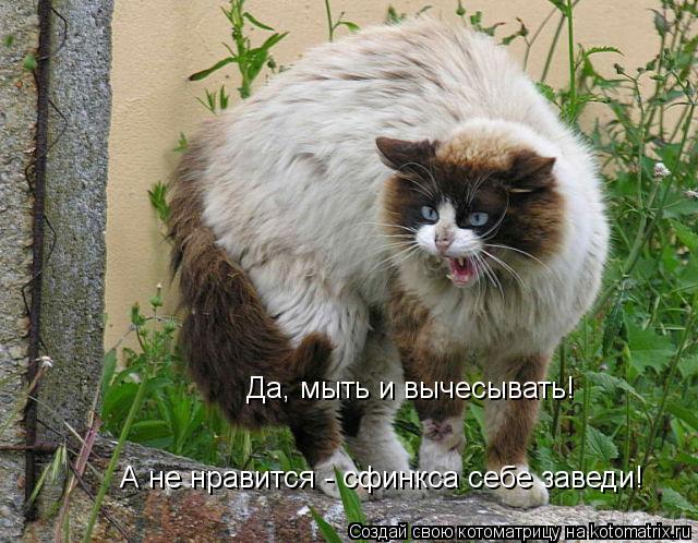 Да, мыть и вычесывать! А не нравится - сфинкса себе заведи!... Котоматрица: Да, мыть и вычесывать! А не нравится - сфинкса себе заведи!