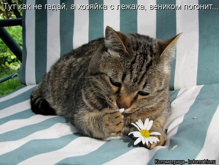 Тут как не гадай, а хозяйка с лежака, веником погонит...... Котоматрица: Тут как не гадай, а хозяйка с лежака, веником погонит...
