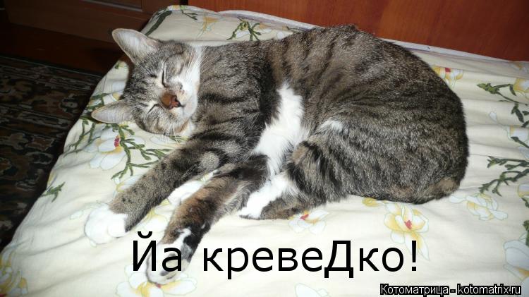 Йа кревеДко!... Котоматрица: Йа кревеДко!