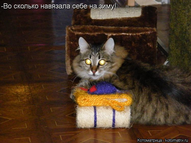 -Во сколько навязала себе на зиму!... Котоматрица: -Во сколько навязала себе на зиму!