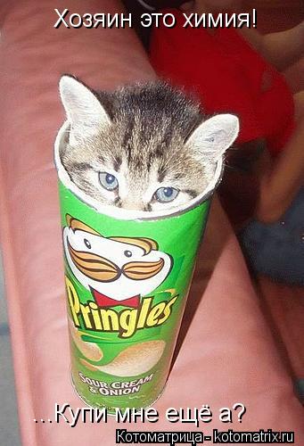 Котоматрица: Хозяин это химия! ...Купи мне ещё а?