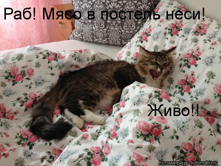 Раб! Мясо в постель неси! Живо!!... Котоматрица: Раб! Мясо в постель неси! Живо!!