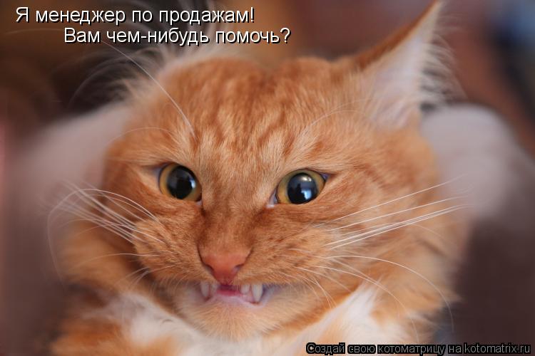 Я менеджер по продажам! Вам чем-нибудь помочь? Вам чем-нибудь помочь? Я менеджер по продажам! Я менед... Котоматрица: Я менеджер по продажам! Вам чем-нибудь помочь? Вам чем-нибудь помочь? Я менеджер по продажам! Я менеджер по продажам!