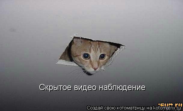 Скрытое видео наблюдение... Котоматрица: Скрытое видео наблюдение