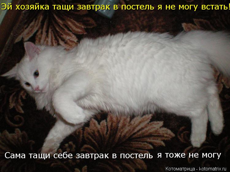 Эй хозяйка тащи завтрак в постель я не могу встать! Сама тащи себе завтрак в постель я тоже не могу... Котоматрица: Эй хозяйка тащи завтрак в постель я не могу встать! Сама тащи себе завтрак в постель я тоже не могу