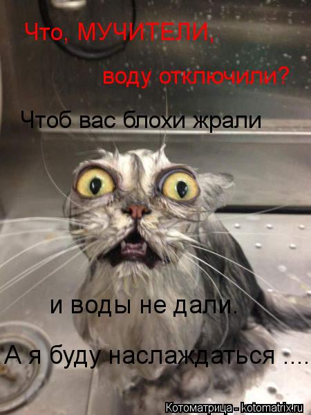 Что, МУЧИТЕЛИ, воду отключили? Чтоб вас блохи жрали и воды не дали. А я буду наслаждаться ....... Котоматрица: Что, МУЧИТЕЛИ, воду отключили? Чтоб вас блохи жрали и воды не дали. А я буду наслаждаться ....