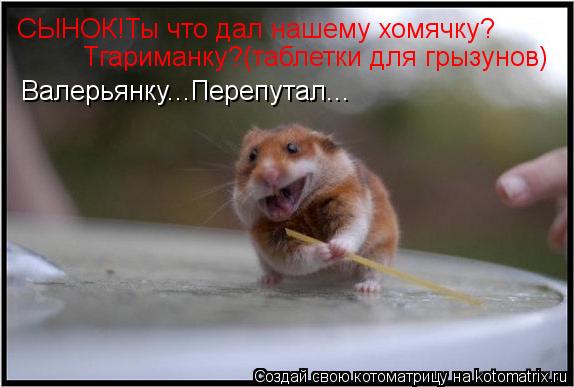 СЫНОК!Ты что дал нашему хомячку? Тгариманку?(таблетки для грызунов) Валерьянку...Перепутал...... Котоматрица: СЫНОК!Ты что дал нашему хомячку? Тгариманку?(таблетки для грызунов) Валерьянку...Перепутал...