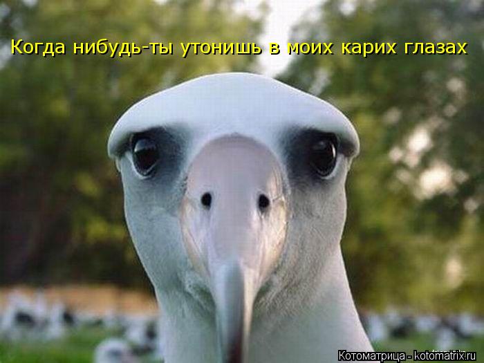 Когда нибудь-ты утонишь в моих карих глазах... Котоматрица: Когда нибудь-ты утонишь в моих карих глазах