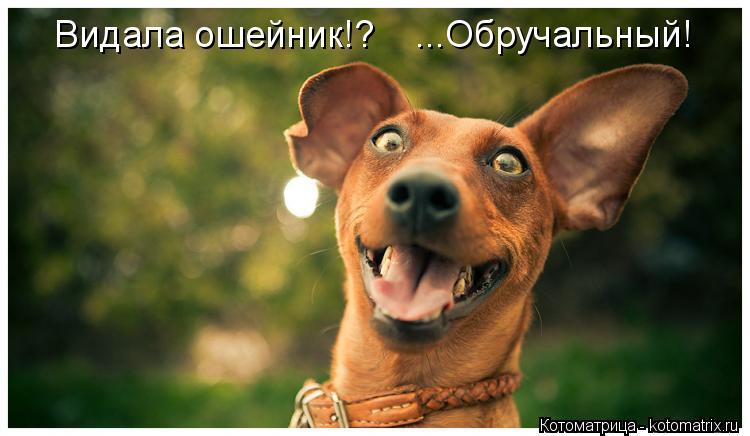 Видала ошейник!? ...Обручальный!... Котоматрица: Видала ошейник!? ...Обручальный!