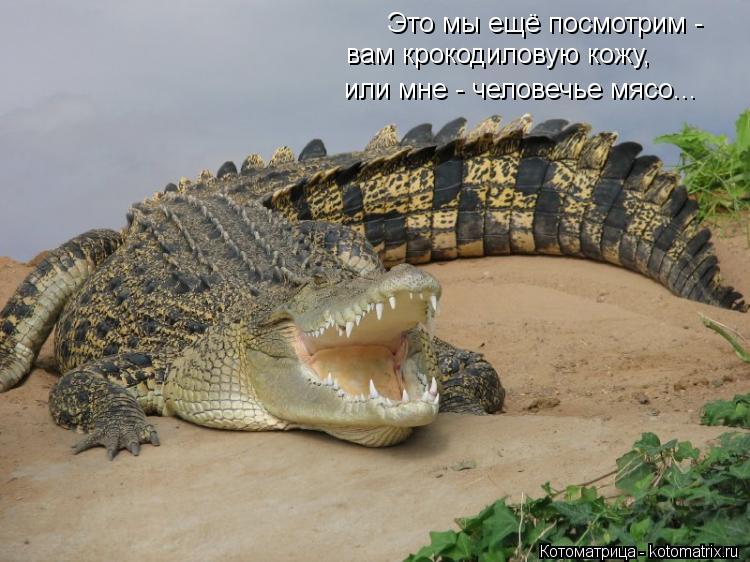 Это мы ещё посмотрим - вам крокодиловую кожу, или мне - человечье мясо...... Котоматрица: Это мы ещё посмотрим - вам крокодиловую кожу, или мне - человечье мясо...