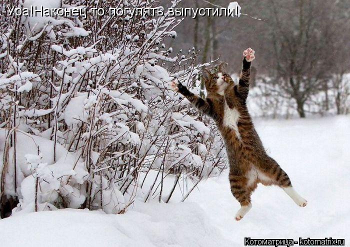 -Ура!Наконец-то погулять выпустили!... Котоматрица: -Ура!Наконец-то погулять выпустили!