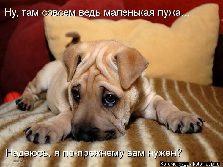 Ну, там совсем ведь маленькая лужа... Надеюсь, я по-прежнему вам нужен?... Котоматрица: Ну, там совсем ведь маленькая лужа... Надеюсь, я по-прежнему вам нужен?