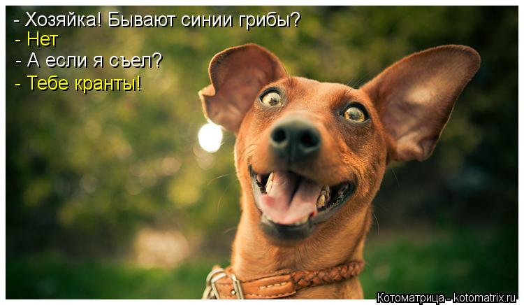 - Хозяйка! Бывают синии грибы? - Нет - А если я съел? - Тебе кранты!... Котоматрица: - Хозяйка! Бывают синии грибы? - Нет - А если я съел? - Тебе кранты!