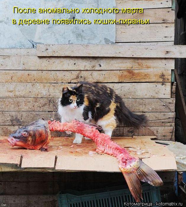 Котоматрица: После аномально холодного марта в деревне появились кошки-пираньи