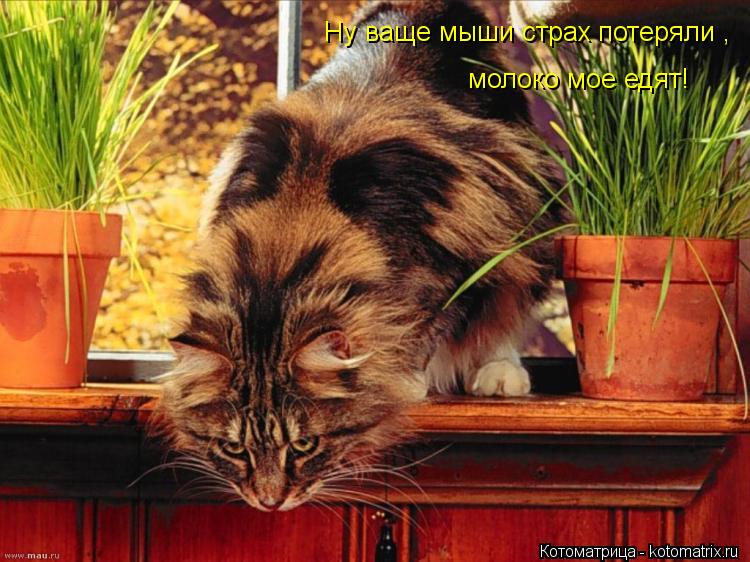 молоко мое едят! Ну ваще мыши страх потеряли ,... Котоматрица: молоко мое едят! Ну ваще мыши страх потеряли ,