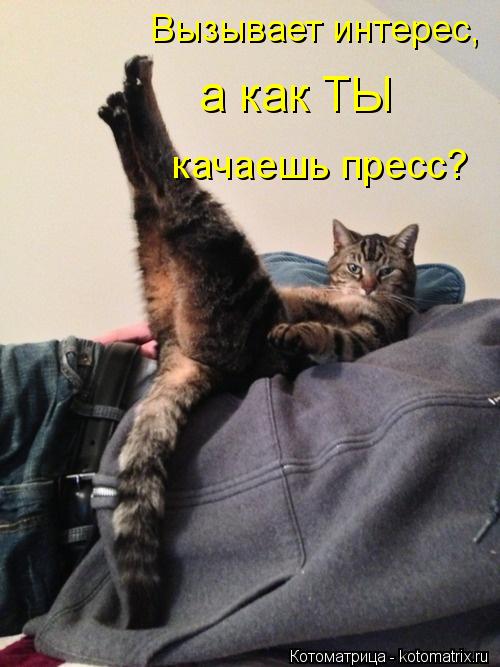 Котоматрица: Вызывает интерес, а как ТЫ качаешь пресс?