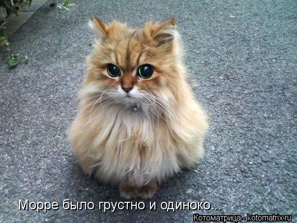 Морре было грустно и одиноко...... Котоматрица: Морре было грустно и одиноко...