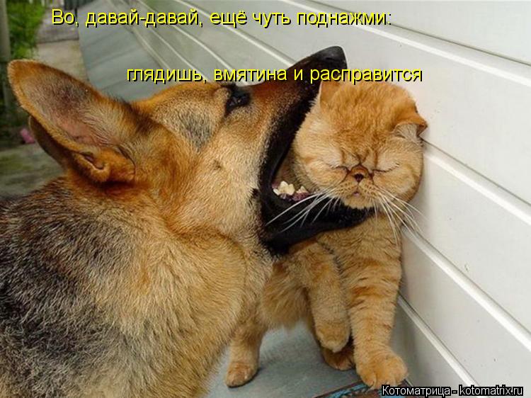 Во, давай-давай, ещё чуть поднажми: глядишь, вмятина и расправится... Котоматрица: Во, давай-давай, ещё чуть поднажми: глядишь, вмятина и расправится