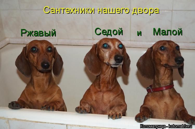 Сантехники нашего двора Ржавый Седой Малой и... Котоматрица: Сантехники нашего двора Ржавый Седой Малой и