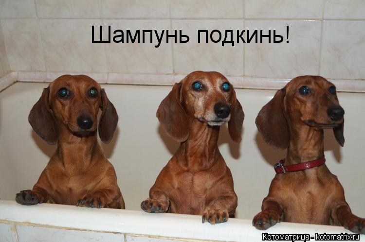 Шампунь подкинь!... Котоматрица: Шампунь подкинь!