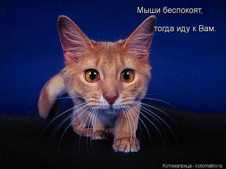 Мыши беспокоят, тогда иду к Вам.... Котоматрица: Мыши беспокоят, тогда иду к Вам.
