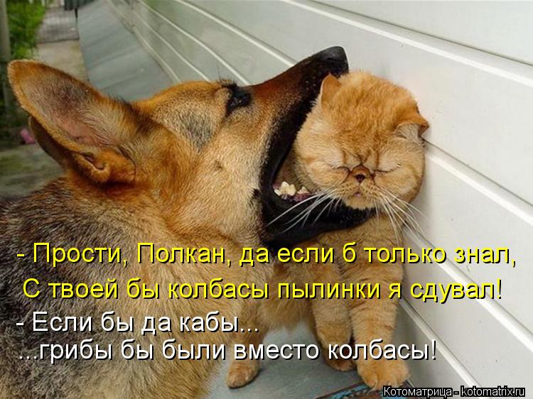 - Прости, Полкан, да если б только знал, С твоей бы колбасы пылинки я сдувал! - Если бы да кабы... ..... Котоматрица: - Прости, Полкан, да если б только знал, С твоей бы колбасы пылинки я сдувал! - Если бы да кабы... ...грибы бы были вместо колбасы!