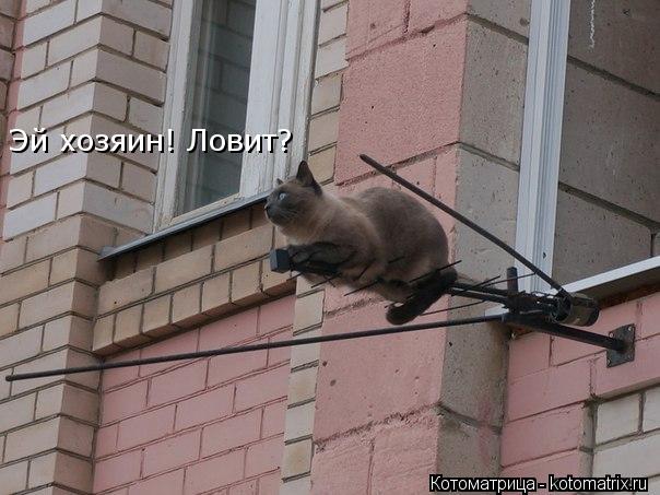 Котоматрица: Эй хозяин! Ловит?