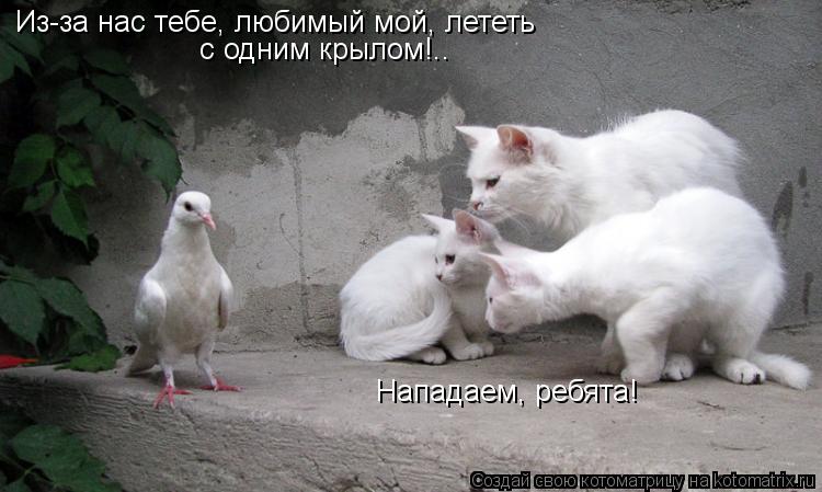 Из-за нас тебе, любимый мой, лететь с одним крылом!.. Нападаем, ребята!... Котоматрица: Из-за нас тебе, любимый мой, лететь с одним крылом!.. Нападаем, ребята!